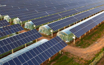 Exploiter la puissance des panneaux solaires pour une agriculture durable